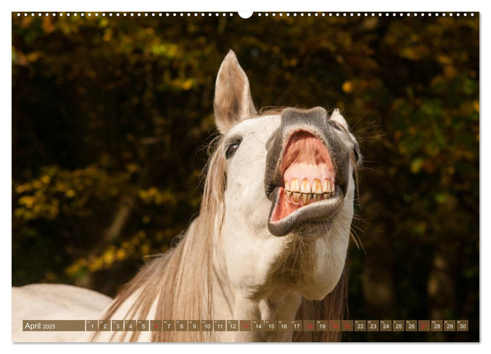 Das Lachen der Pferde - Lustige Gesichter (CALVENDO Premium Wandkalender 2025)