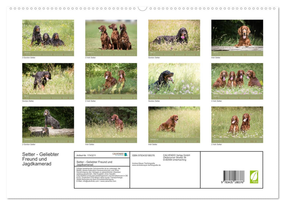 Setter - Geliebter Freund und Jagdkamerad (CALVENDO Premium Wandkalender 2025)