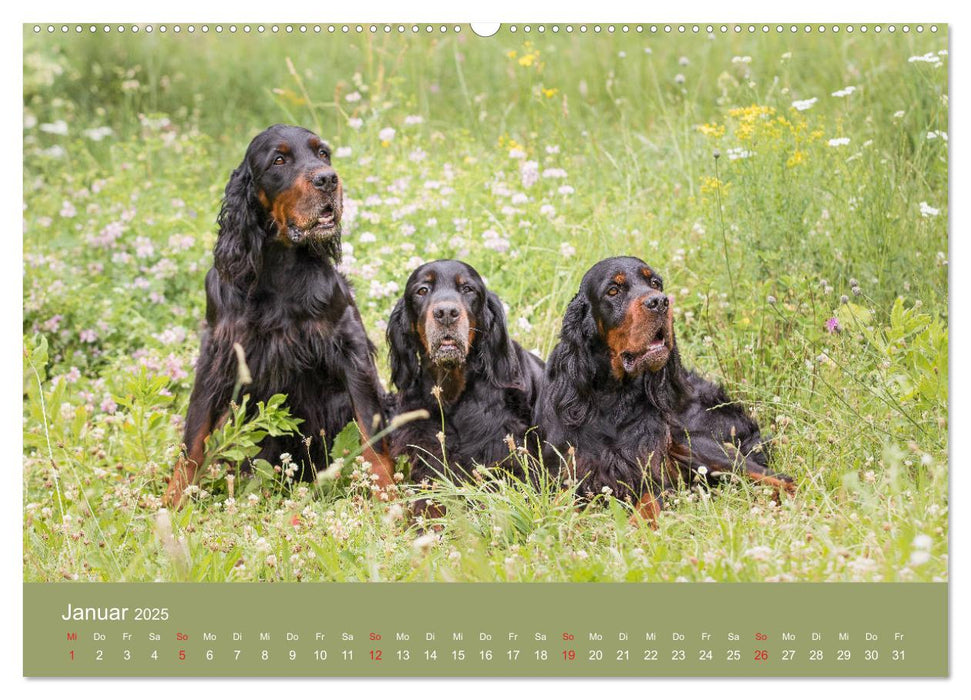 Setter - Geliebter Freund und Jagdkamerad (CALVENDO Premium Wandkalender 2025)