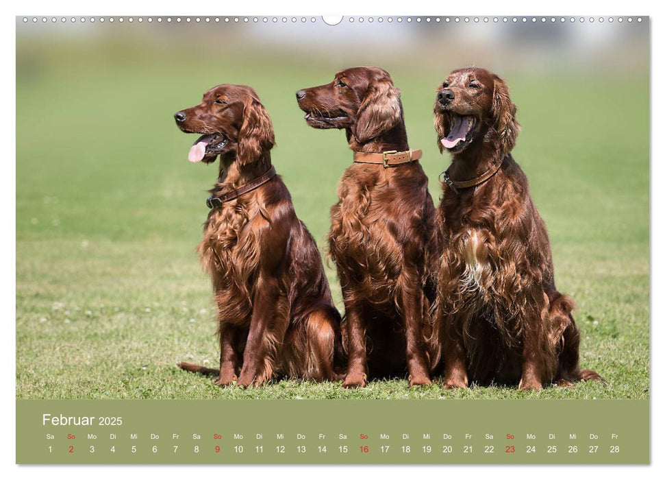 Setter - Geliebter Freund und Jagdkamerad (CALVENDO Premium Wandkalender 2025)