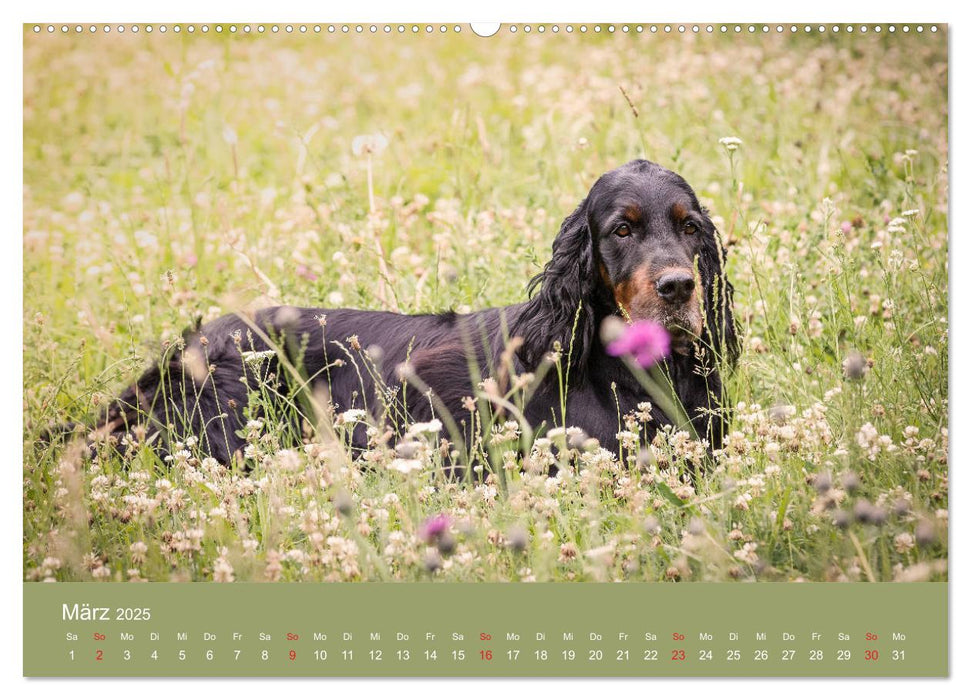 Setter - Geliebter Freund und Jagdkamerad (CALVENDO Premium Wandkalender 2025)