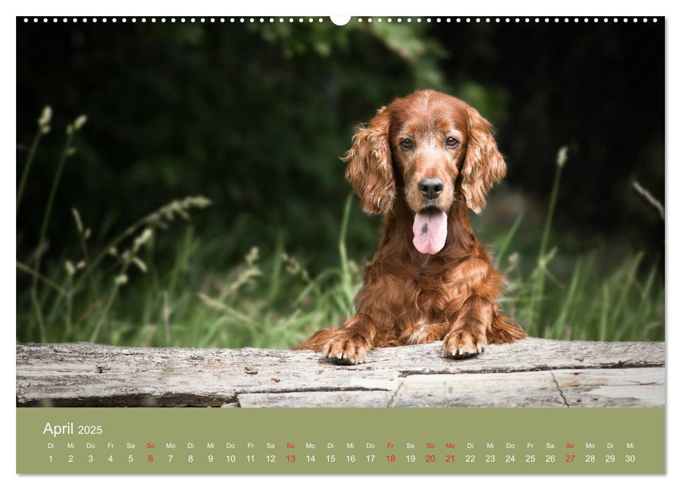 Setter - Geliebter Freund und Jagdkamerad (CALVENDO Premium Wandkalender 2025)