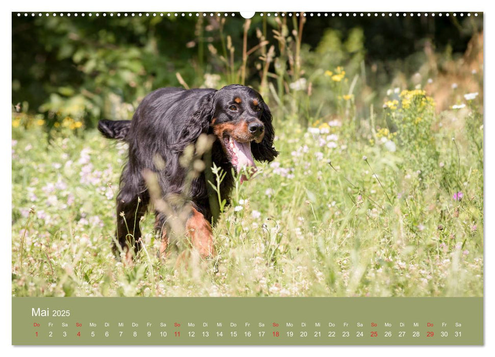 Setter - Geliebter Freund und Jagdkamerad (CALVENDO Premium Wandkalender 2025)