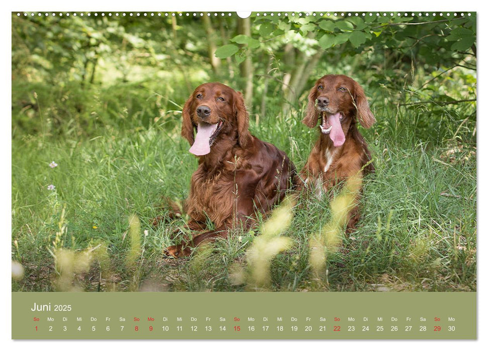 Setter - Geliebter Freund und Jagdkamerad (CALVENDO Premium Wandkalender 2025)