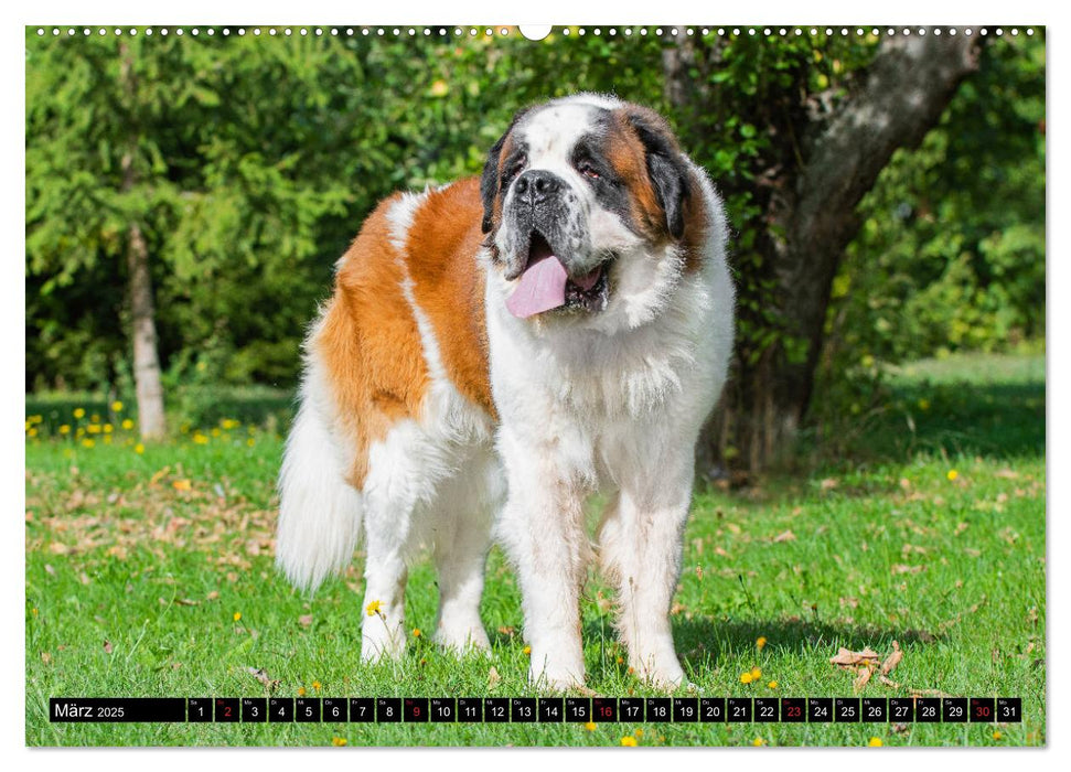 Bernhardiner - Gigant auf vier Pfoten (CALVENDO Premium Wandkalender 2025)