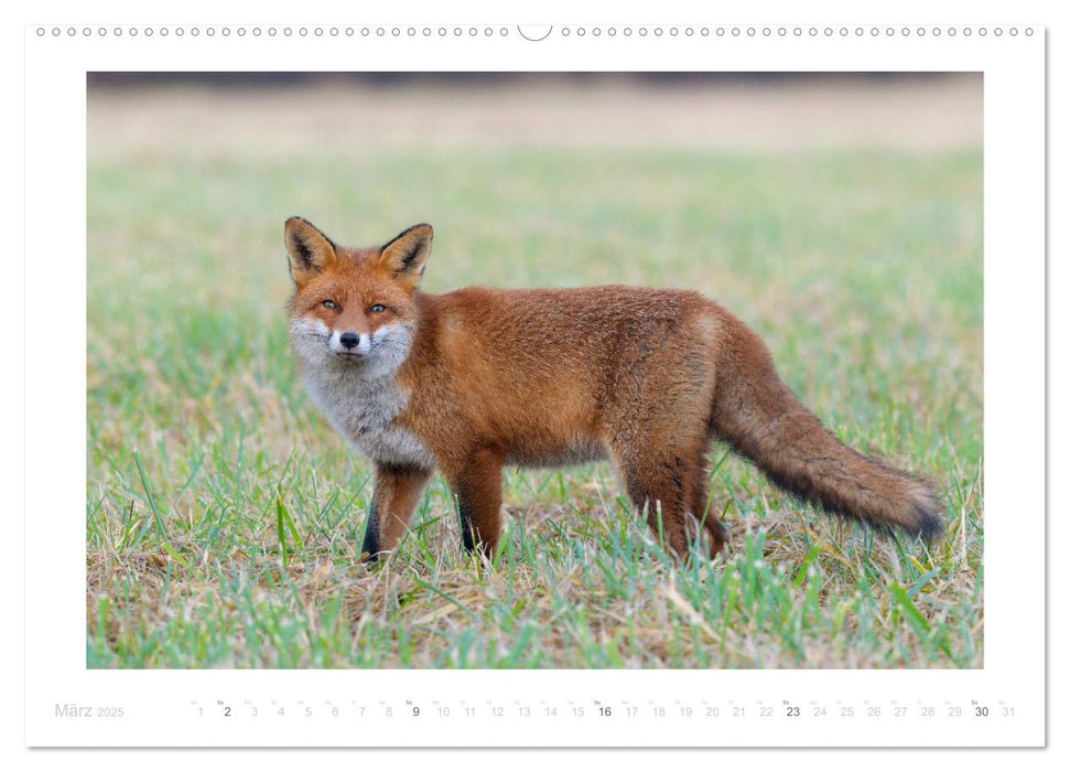 Der Rotfuchs (CALVENDO Premium Wandkalender 2025)