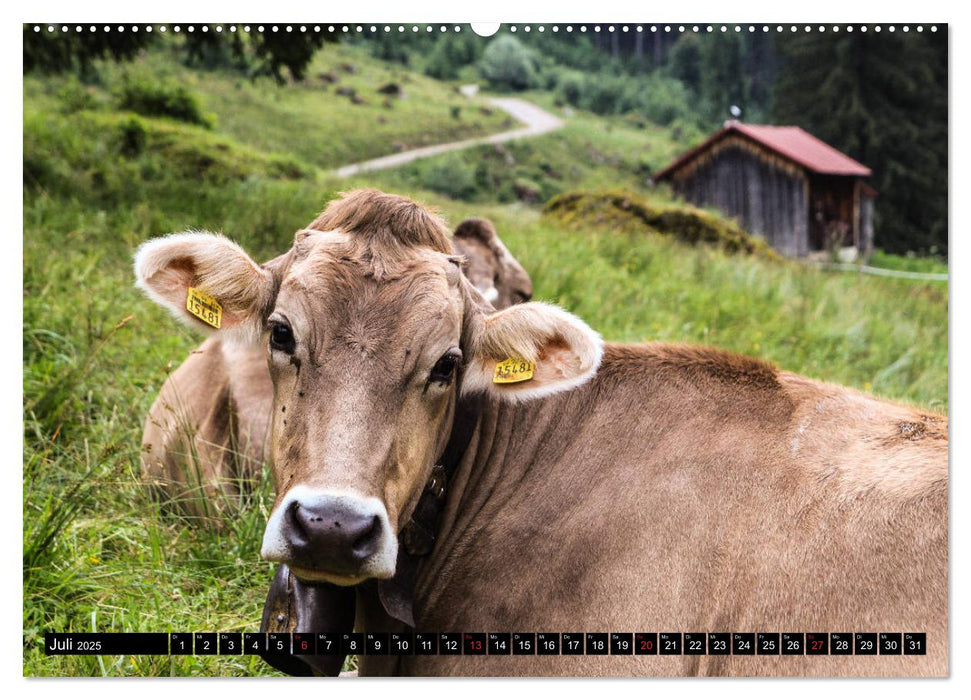 Faszination Allgäu (CALVENDO Premium Wandkalender 2025)