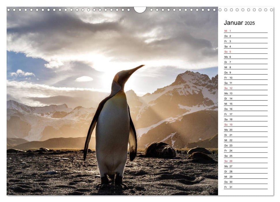 Pinguinliebe (CALVENDO Wandkalender 2025)