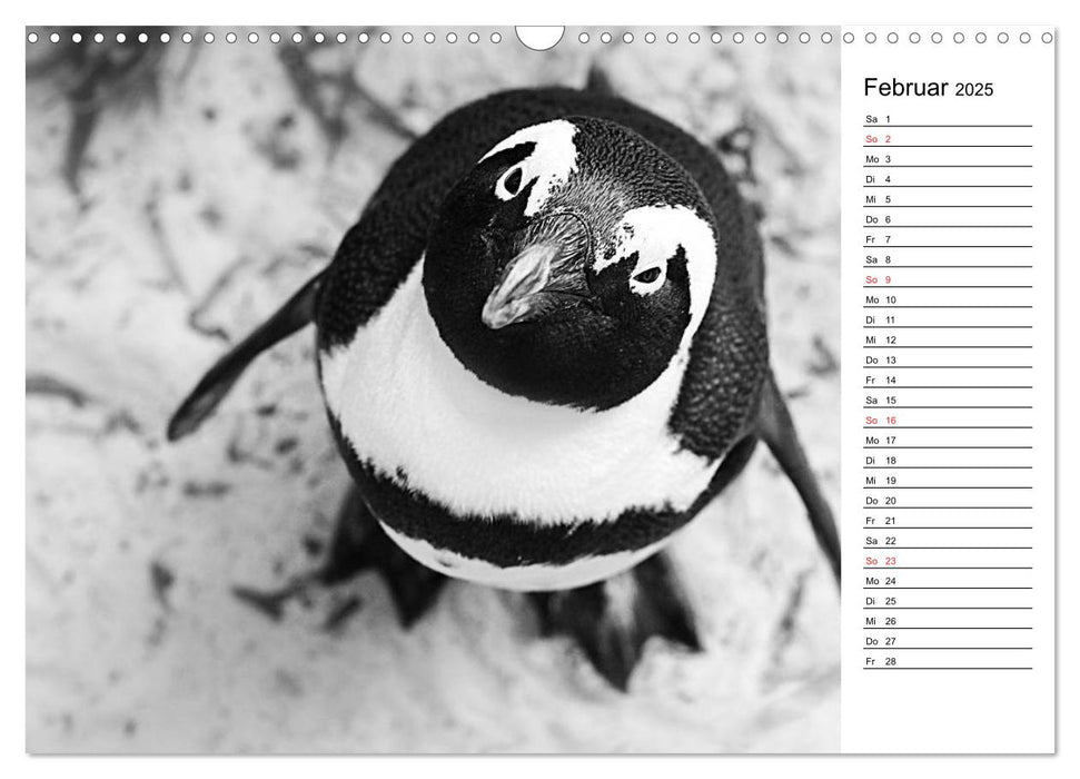 Pinguinliebe (CALVENDO Wandkalender 2025)