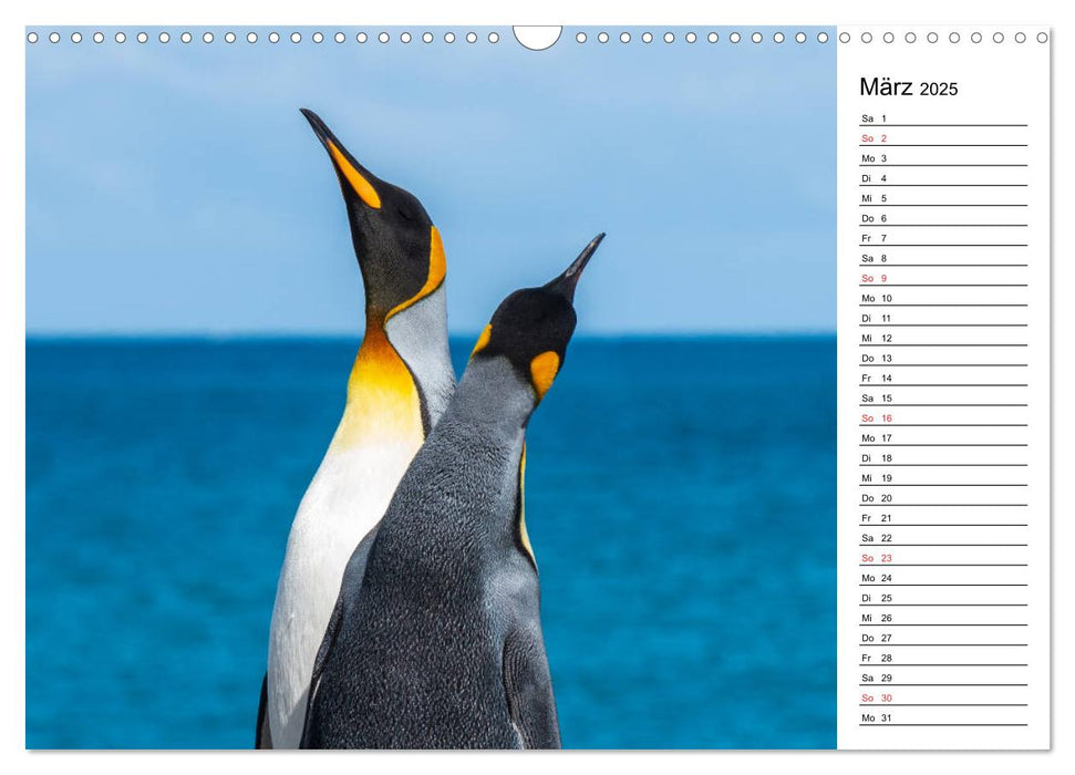 Pinguinliebe (CALVENDO Wandkalender 2025)