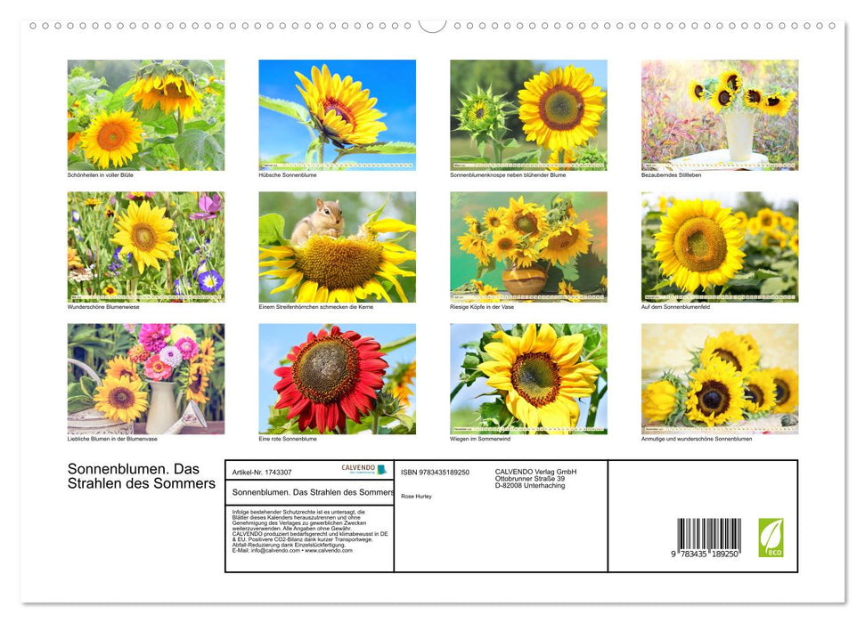 Sonnenblumen. Das Strahlen des Sommers (CALVENDO Premium Wandkalender 2025)