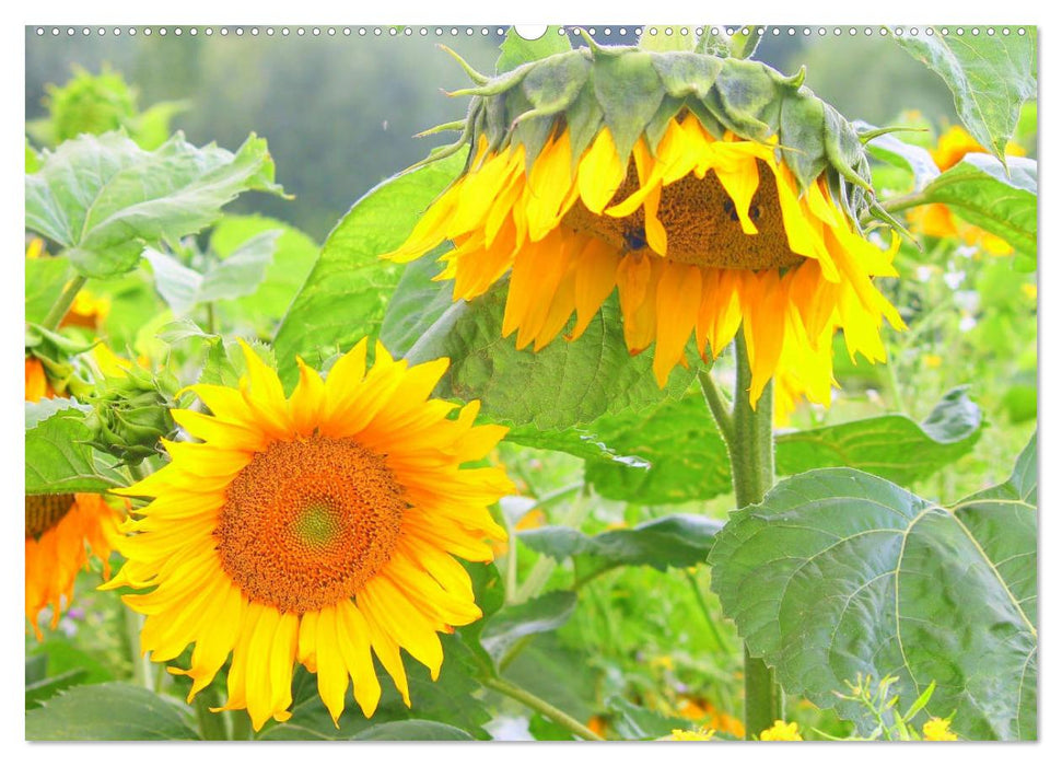 Sonnenblumen. Das Strahlen des Sommers (CALVENDO Premium Wandkalender 2025)