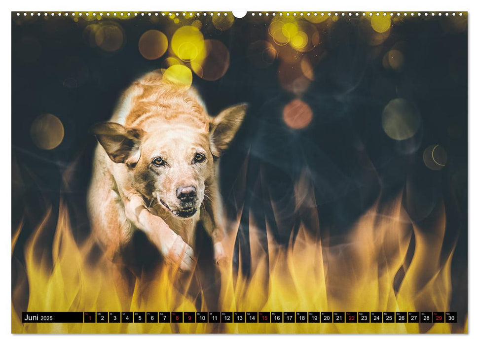 Magische Hunde - Hunde die uns täglich verzaubern (CALVENDO Wandkalender 2025)