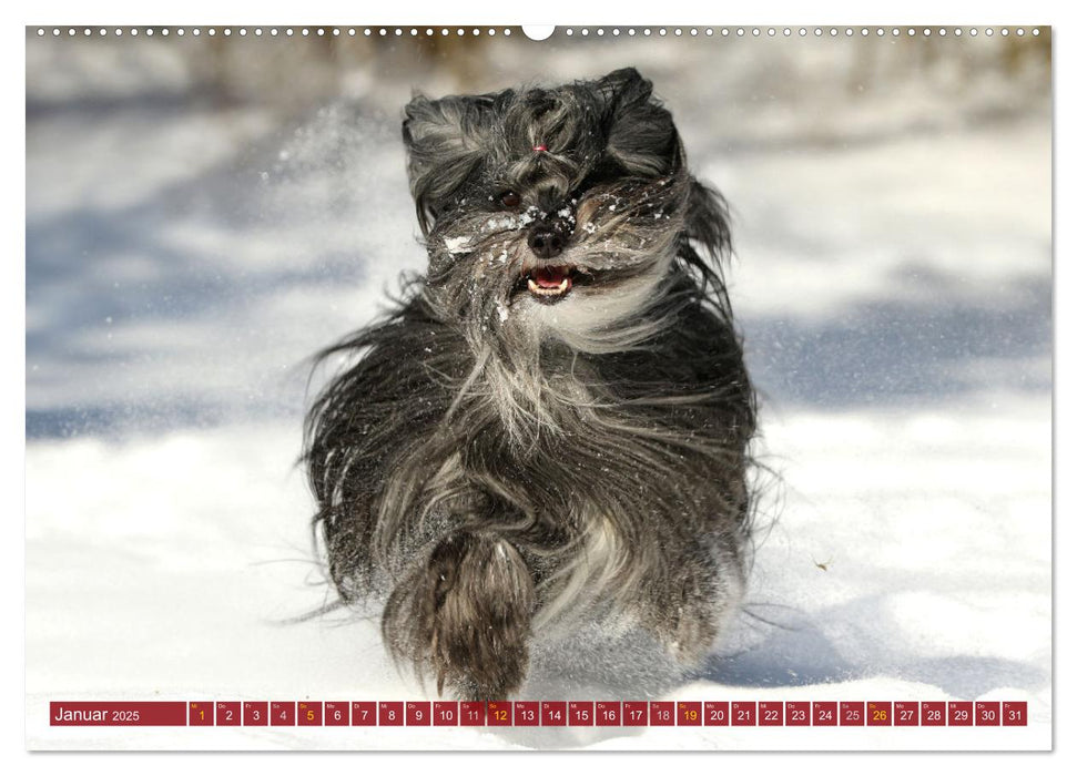 Tibet Terrier Theo (CALVENDO Premium Wandkalender 2025)