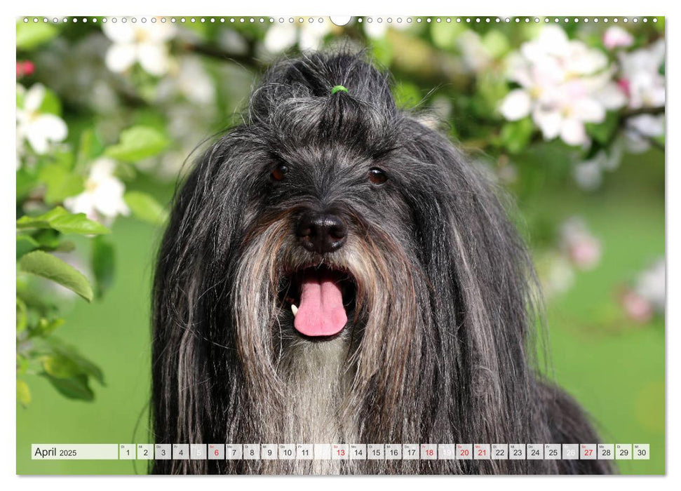 Tibet Terrier Theo (CALVENDO Premium Wandkalender 2025)