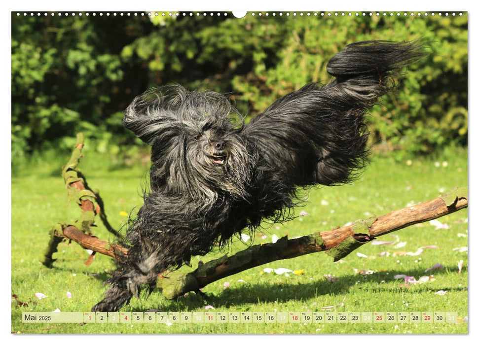 Tibet Terrier Theo (CALVENDO Premium Wandkalender 2025)