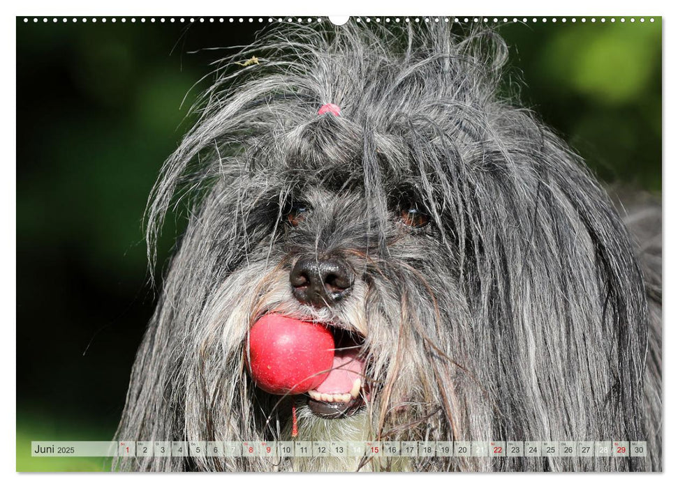 Tibet Terrier Theo (CALVENDO Premium Wandkalender 2025)