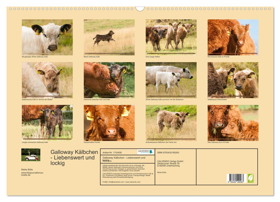 Galloway Kälbchen - Liebenswert und lockig (CALVENDO Wandkalender 2025)