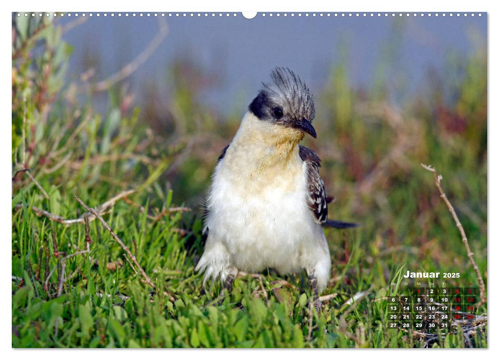 Die Vogelwelt Südeuropas (CALVENDO Premium Wandkalender 2025)