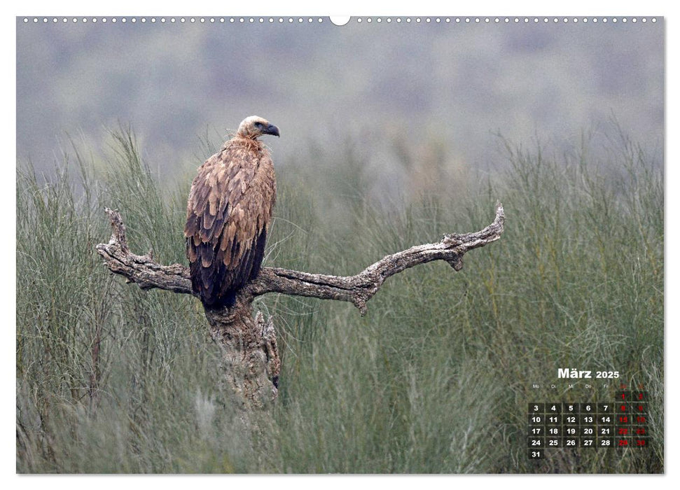 Die Vogelwelt Südeuropas (CALVENDO Premium Wandkalender 2025)