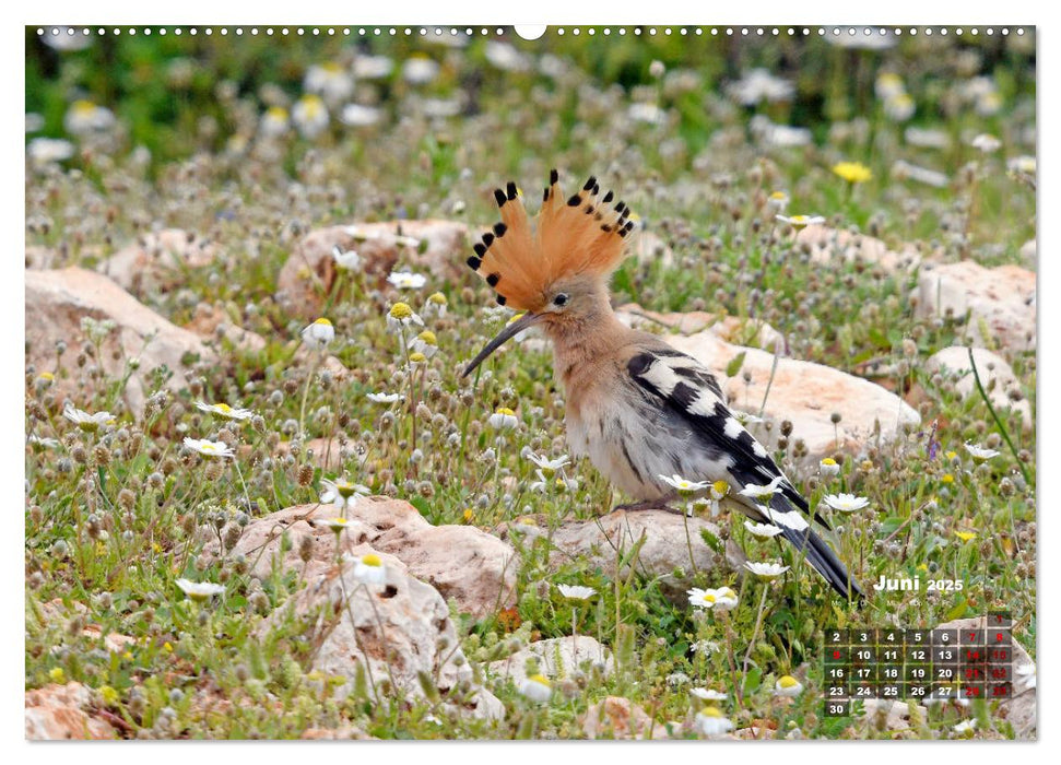 Die Vogelwelt Südeuropas (CALVENDO Premium Wandkalender 2025)