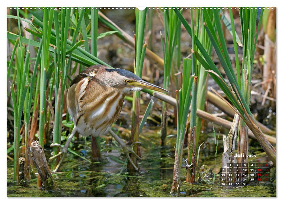 Die Vogelwelt Südeuropas (CALVENDO Premium Wandkalender 2025)