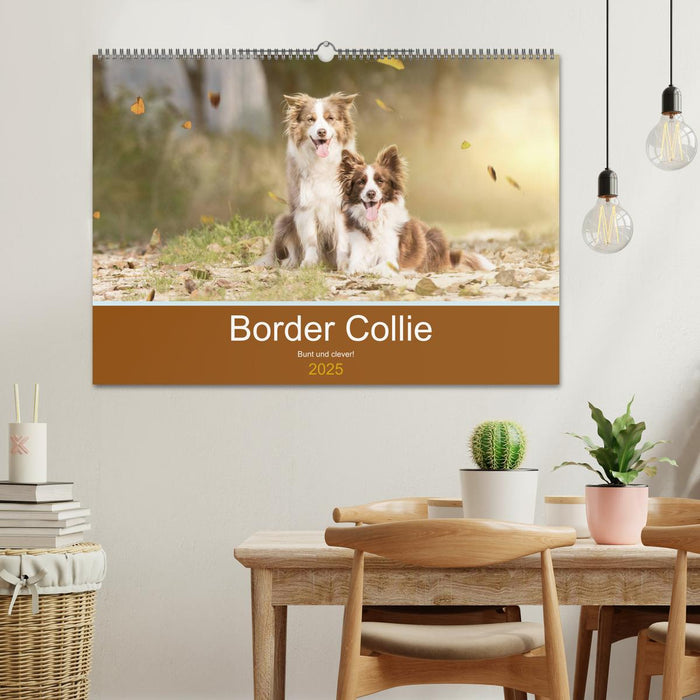 Border Collie - Bunt und clever! (CALVENDO Wandkalender 2025)