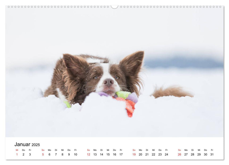 Border Collie - Bunt und clever! (CALVENDO Wandkalender 2025)