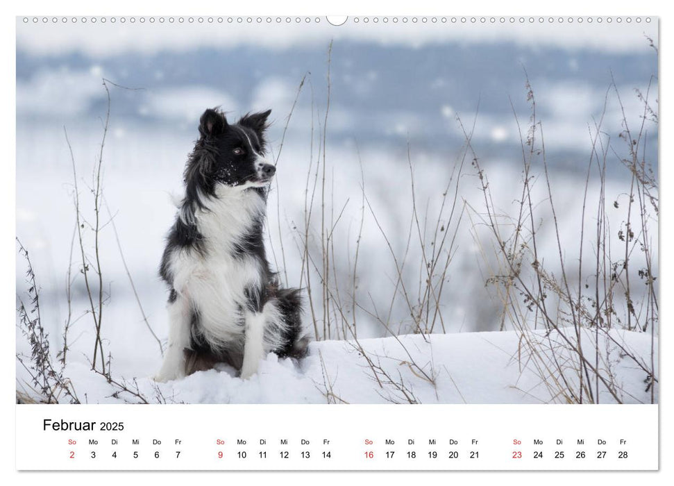 Border Collie - Bunt und clever! (CALVENDO Wandkalender 2025)