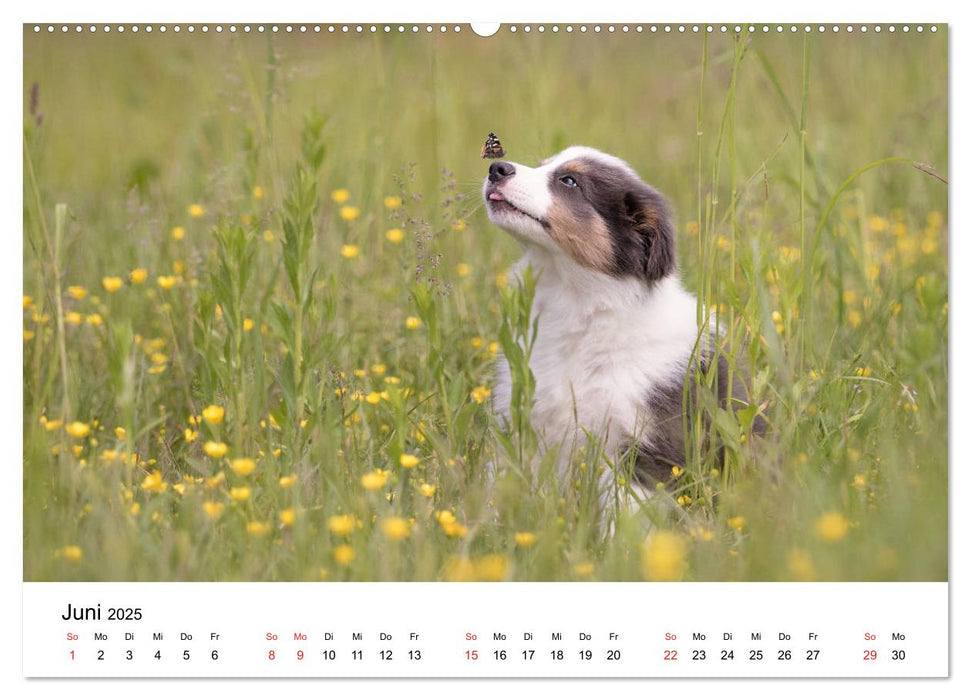 Border Collie - Bunt und clever! (CALVENDO Wandkalender 2025)