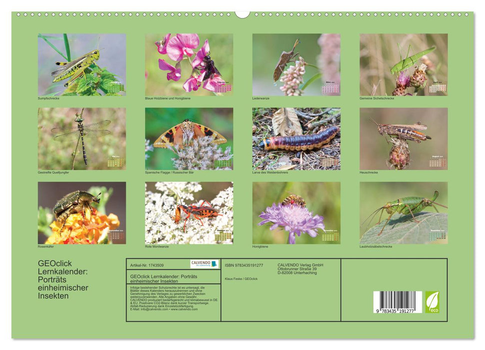 GEOclick Lernkalender: Porträts einheimischer Insekten (CALVENDO Premium Wandkalender 2025)