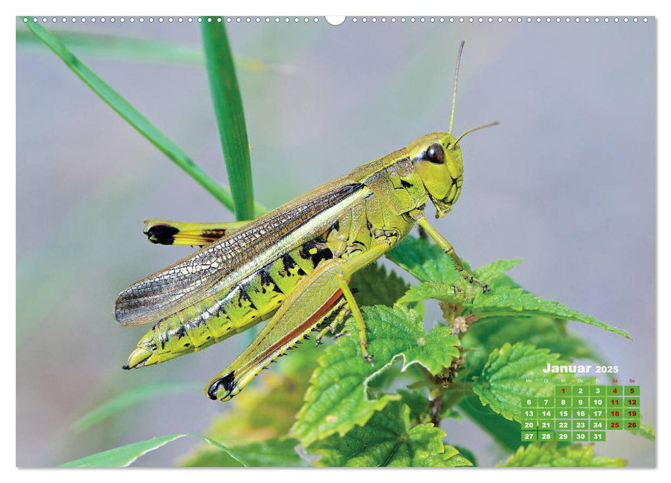 GEOclick Lernkalender: Porträts einheimischer Insekten (CALVENDO Premium Wandkalender 2025)