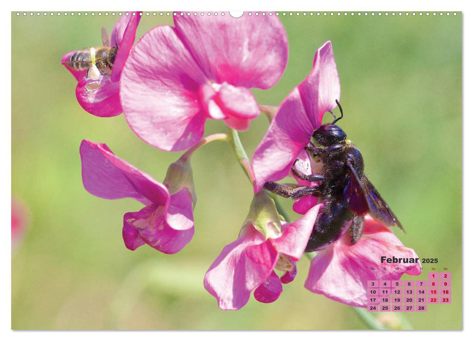 GEOclick Lernkalender: Porträts einheimischer Insekten (CALVENDO Premium Wandkalender 2025)