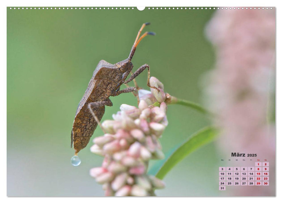 GEOclick Lernkalender: Porträts einheimischer Insekten (CALVENDO Premium Wandkalender 2025)