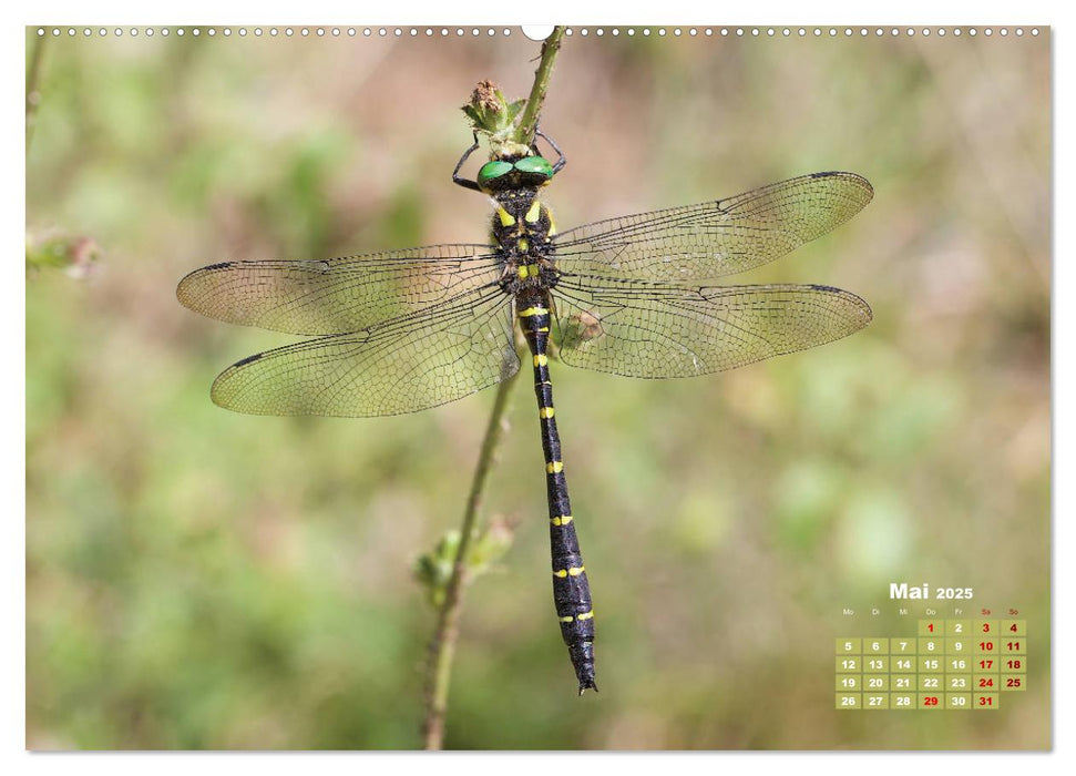 GEOclick Lernkalender: Porträts einheimischer Insekten (CALVENDO Premium Wandkalender 2025)