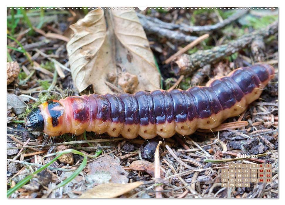 GEOclick Lernkalender: Porträts einheimischer Insekten (CALVENDO Premium Wandkalender 2025)