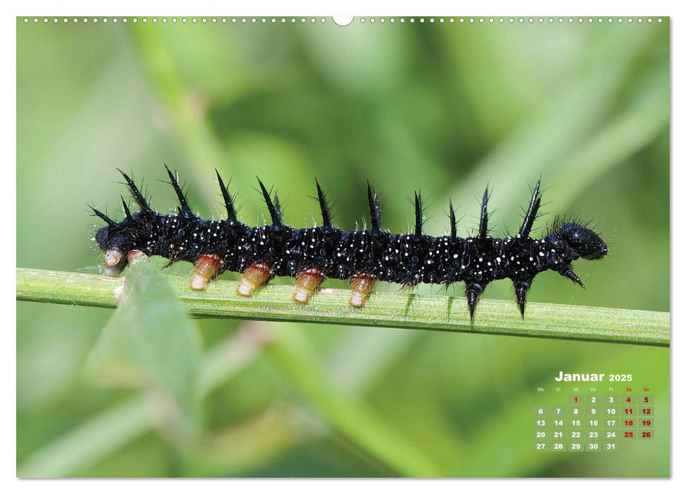 GEOclick Lernkalender: Porträts einheimischer Schmetterlinge (CALVENDO Premium Wandkalender 2025)