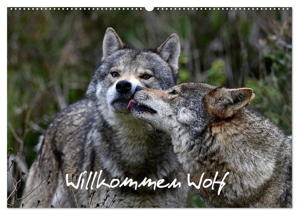 Willkommen Wolf (CALVENDO Wandkalender 2025)