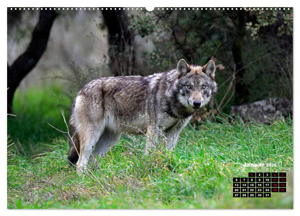 Willkommen Wolf (CALVENDO Wandkalender 2025)