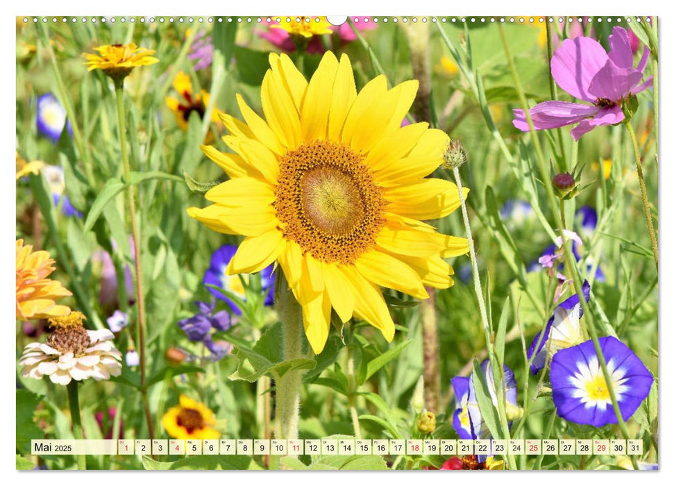 Sonnenblumen. Das Strahlen des Sommers (CALVENDO Wandkalender 2025)