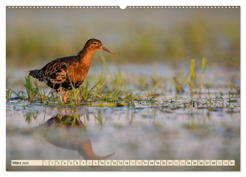 Niedersachsens Natur (CALVENDO Wandkalender 2025)