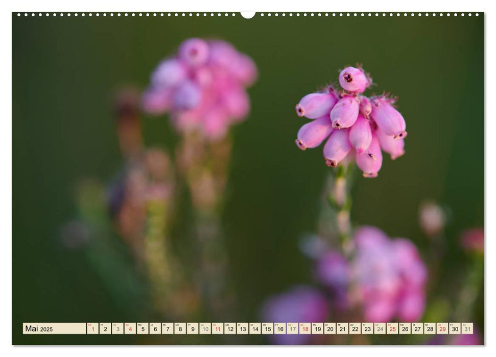 Niedersachsens Natur (CALVENDO Wandkalender 2025)