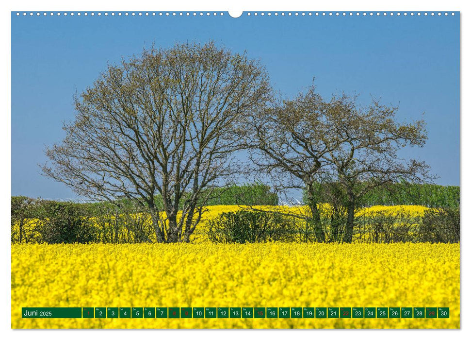 Sanfte Riesen - Bäume zum Träumen (CALVENDO Premium Wandkalender 2025)