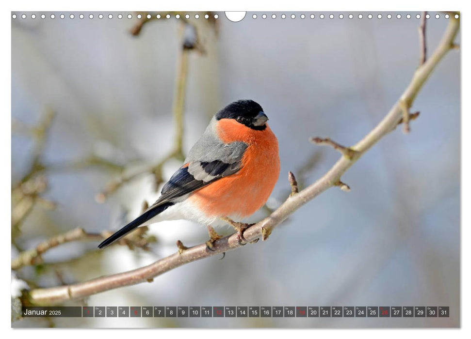 Heimische Singvögel in Feld und Flur (CALVENDO Wandkalender 2025)