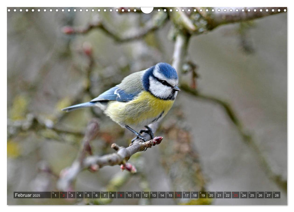 Heimische Singvögel in Feld und Flur (CALVENDO Wandkalender 2025)