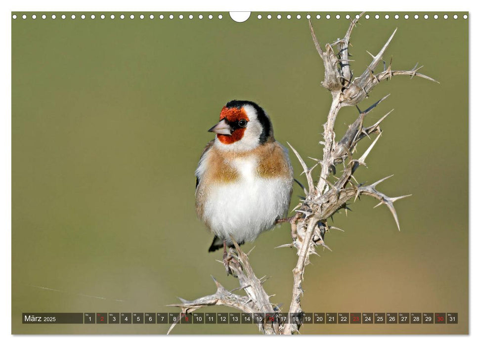 Heimische Singvögel in Feld und Flur (CALVENDO Wandkalender 2025)