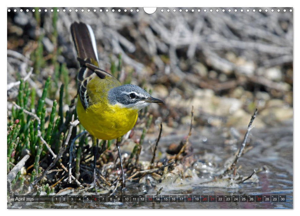 Heimische Singvögel in Feld und Flur (CALVENDO Wandkalender 2025)