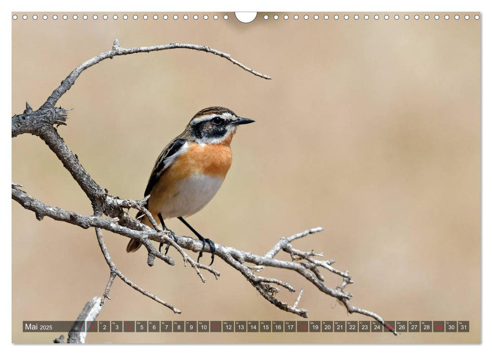 Heimische Singvögel in Feld und Flur (CALVENDO Wandkalender 2025)