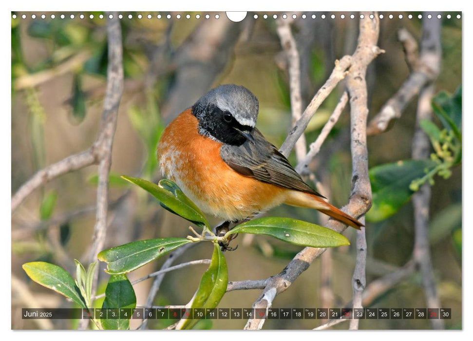 Heimische Singvögel in Feld und Flur (CALVENDO Wandkalender 2025)