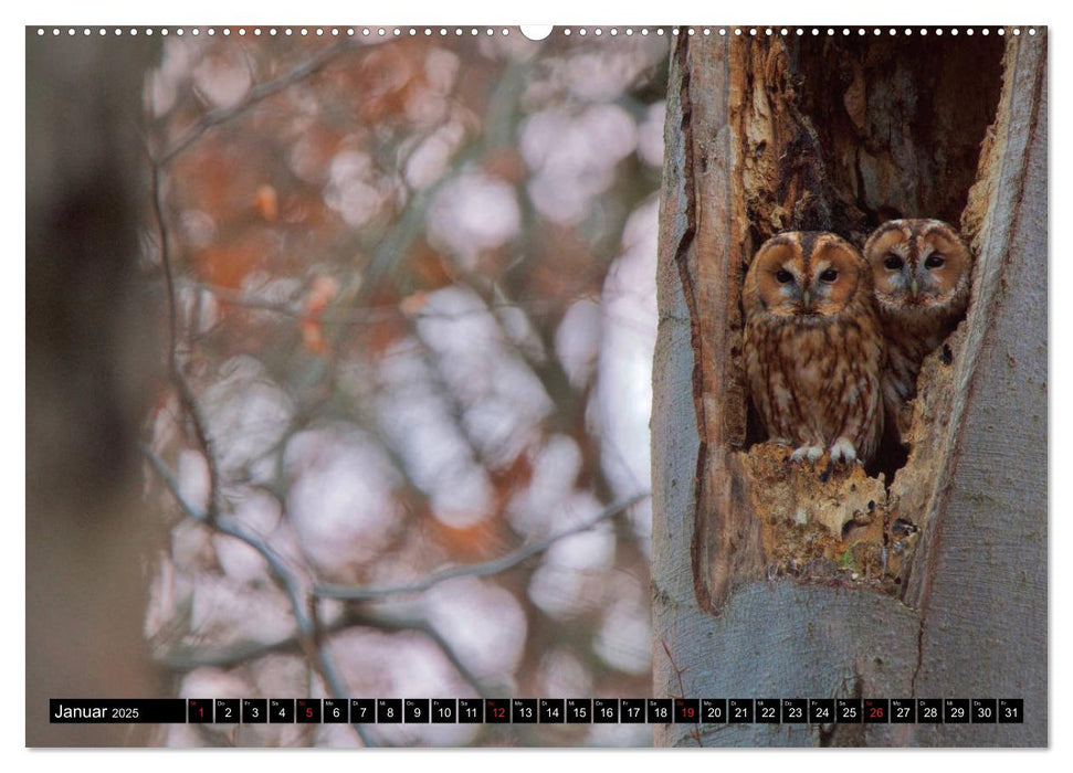 Strix aluco ... der Waldkauz (CALVENDO Wandkalender 2025)